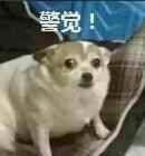 DƬ